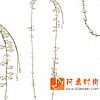 香奈儿用水钻和珍珠打造2011年浪漫情人节